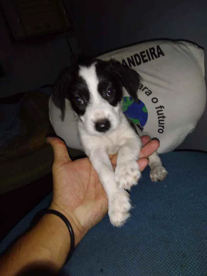 Cachorro raça sem raça definida idade 2 a 6 meses nome sem nome ainda
