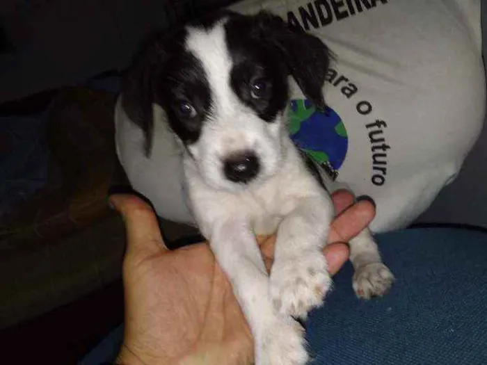 Cachorro raça sem raça definida idade 2 a 6 meses nome sem nome ainda