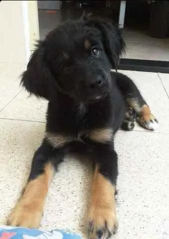 Cachorro ra a SRD idade 2 a 6 meses nome Amora