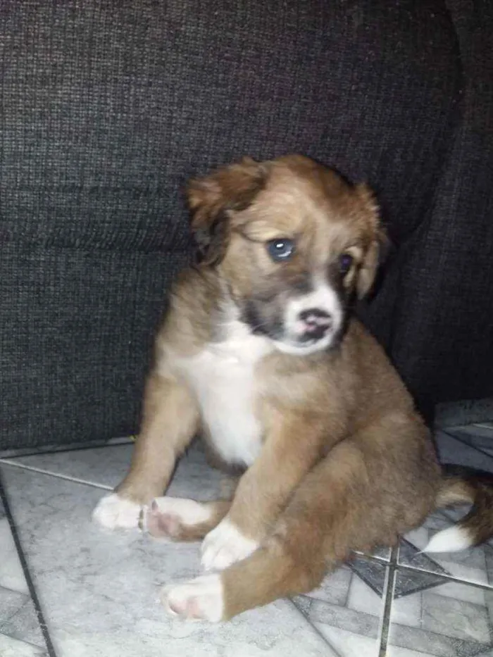 Cachorro ra a Mãe: Sem raça definida Pai: La idade 2 a 6 meses nome Skye