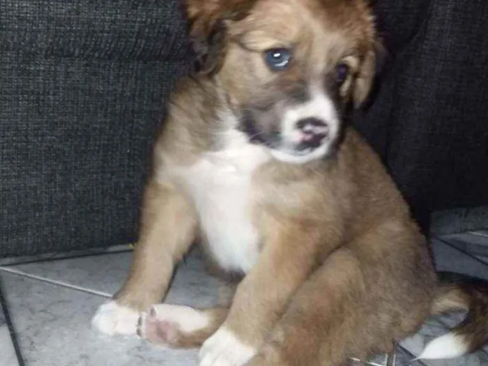 Cachorro ra a Mãe: Sem raça definida Pai: La idade 2 a 6 meses nome Skye