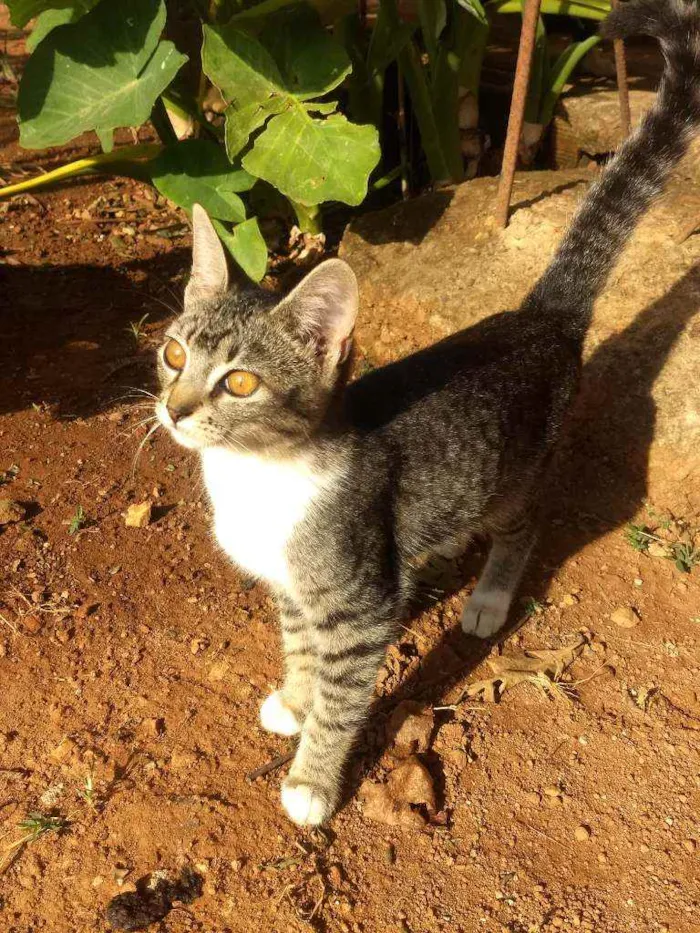 Gato ra a  idade 2 a 6 meses nome Aurora e Any