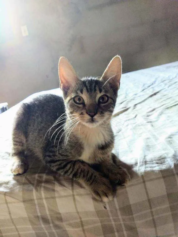 Gato ra a  idade 2 a 6 meses nome Aurora e Any
