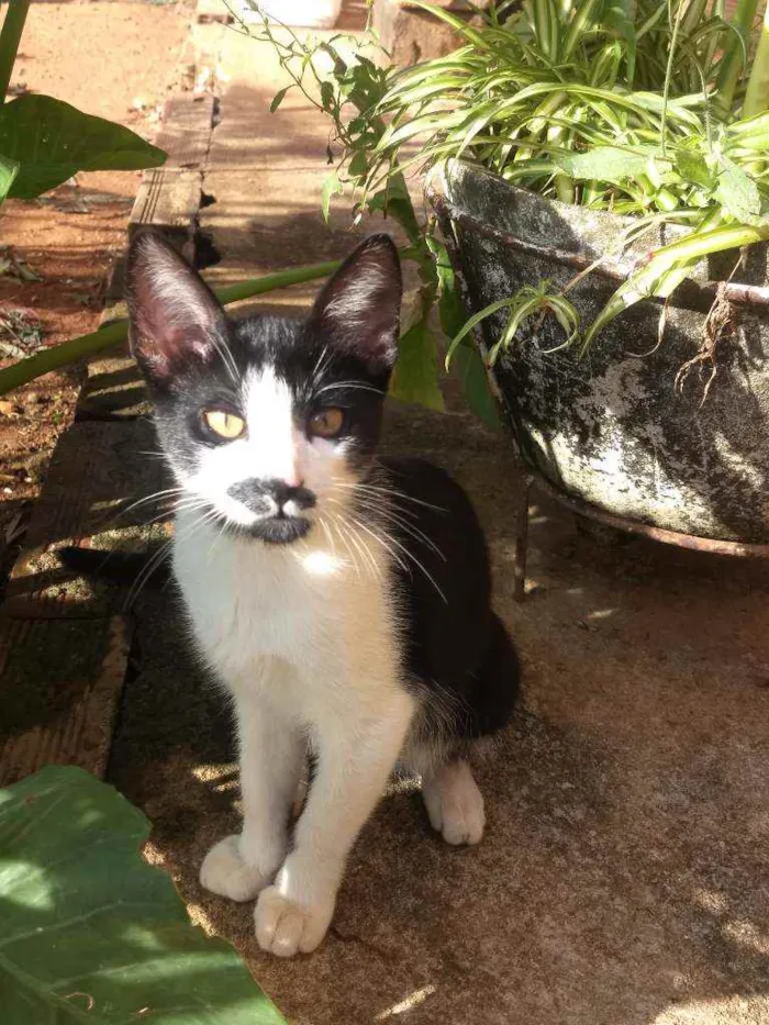 Gato ra a  idade 2 a 6 meses nome Teo e Teco