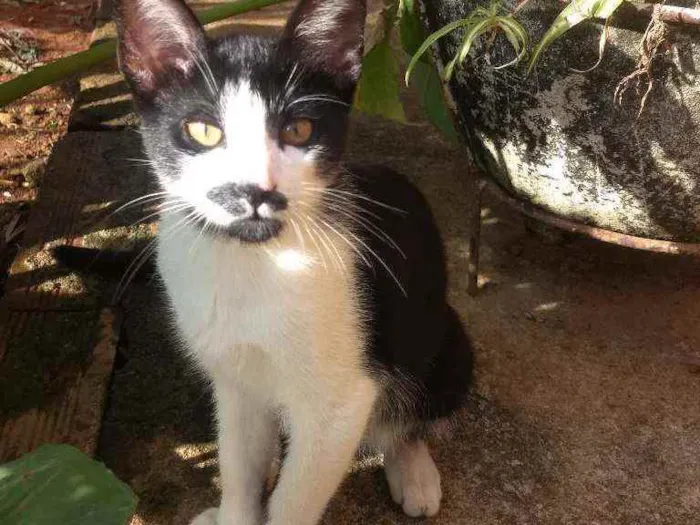 Gato ra a  idade 2 a 6 meses nome Teo e Teco