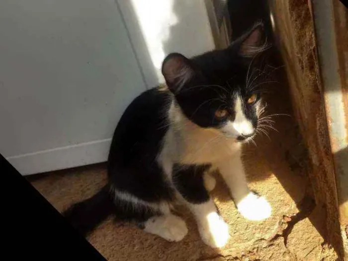 Gato ra a  idade 2 a 6 meses nome Teo e Teco