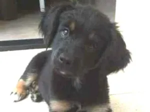 Cachorro raça SRD idade 2 a 6 meses nome Amora