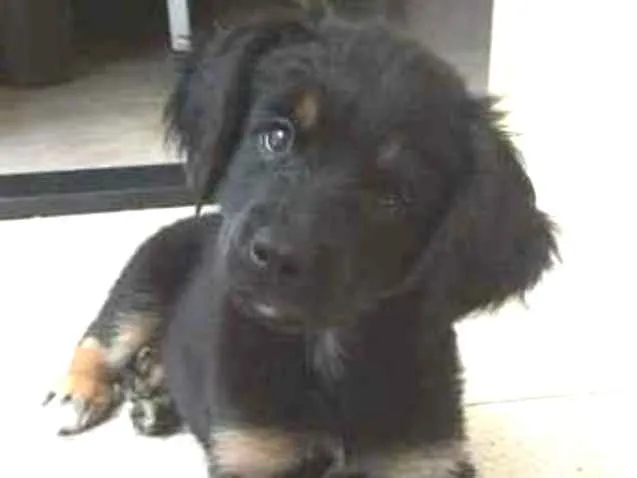Cachorro ra a SRD idade 2 a 6 meses nome Amora