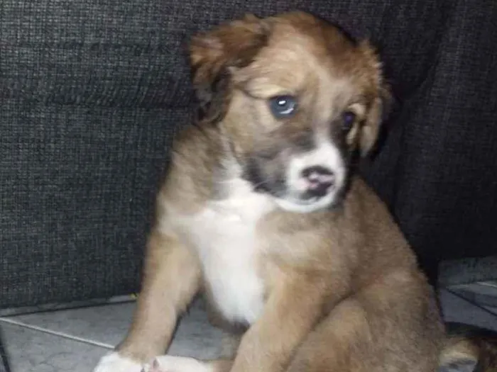Cachorro ra a Mãe: Sem raça definida Pai: La idade 2 a 6 meses nome Skye