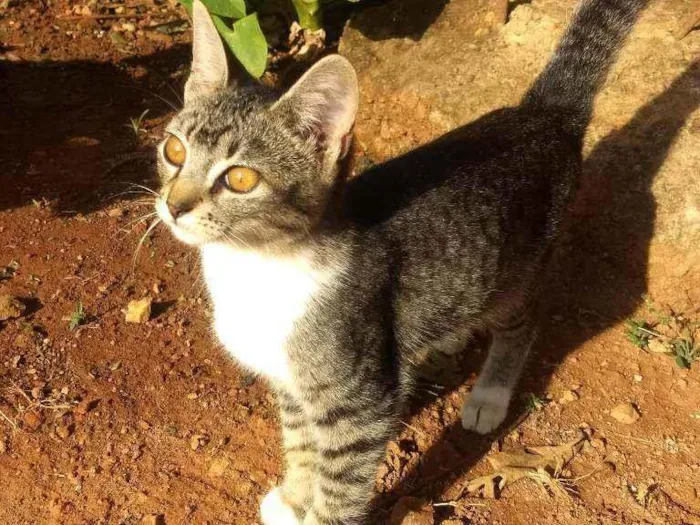 Gato ra a  idade 2 a 6 meses nome Aurora e Any