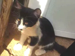 Gato raça  idade 2 a 6 meses nome Teo e Teco