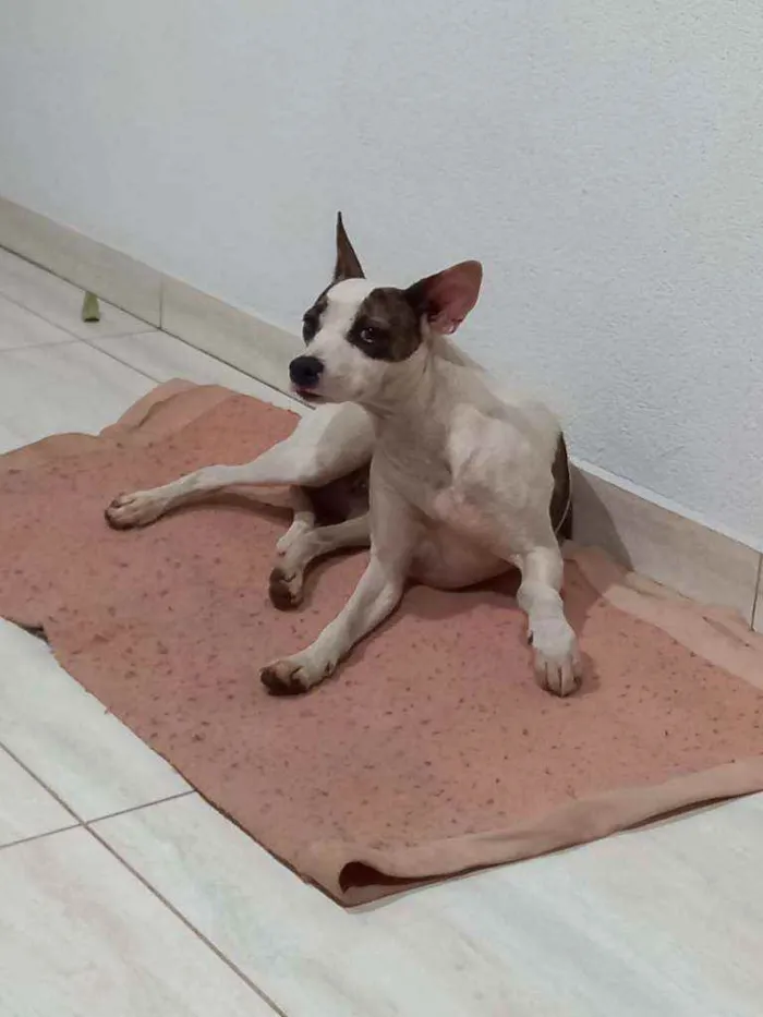 Cachorro ra a  idade 7 a 11 meses nome Isa