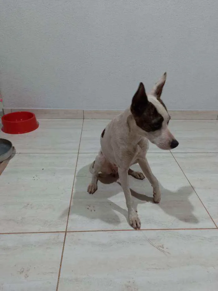 Cachorro ra a  idade  nome Isa