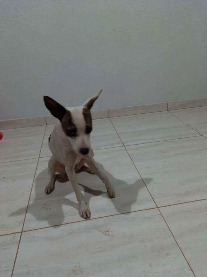 Cachorro ra a  idade  nome Isa