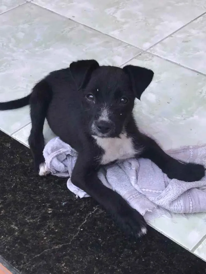 Cachorro ra a Vira-lata  idade 2 a 6 meses nome Pretinha