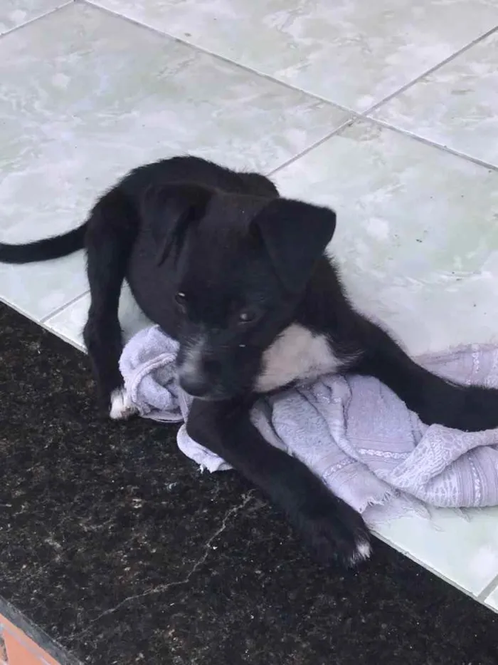 Cachorro ra a Vira-lata  idade 2 a 6 meses nome Pretinha