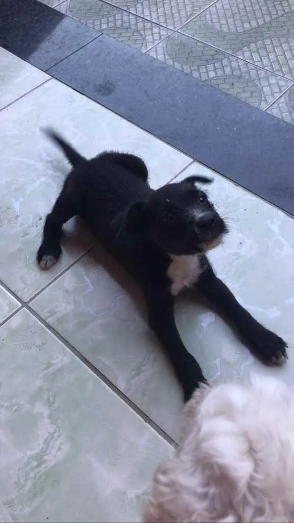 Cachorro ra a Vira-lata  idade 2 a 6 meses nome Pretinha