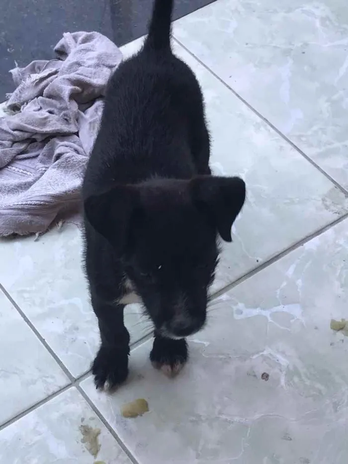 Cachorro ra a Vira-lata  idade 2 a 6 meses nome Pretinha