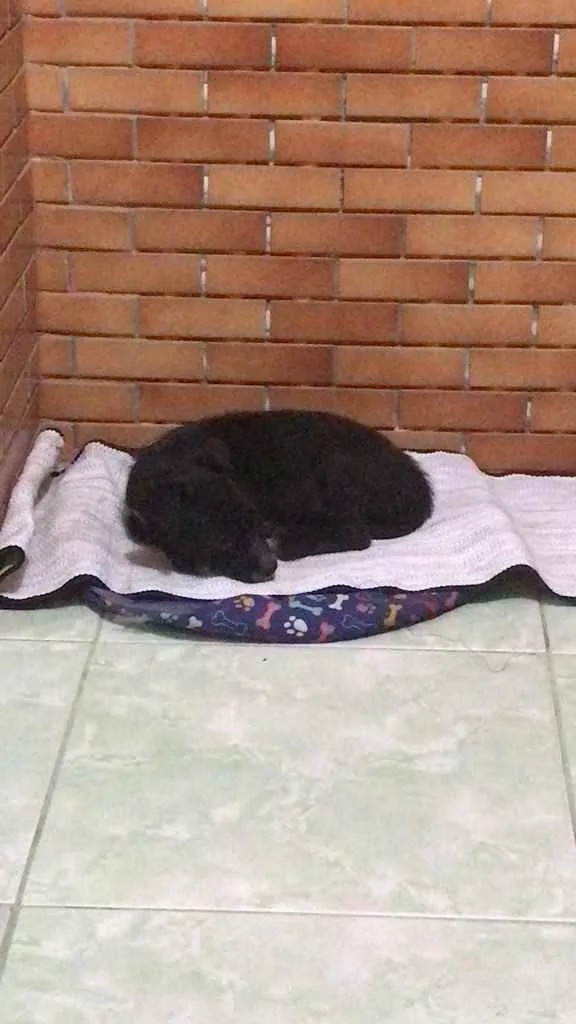 Cachorro ra a Vira-lata  idade 2 a 6 meses nome Pretinha