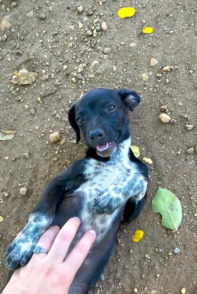 Cachorro raça Sem raça definida  idade 2 a 6 meses nome Sem nome ainda