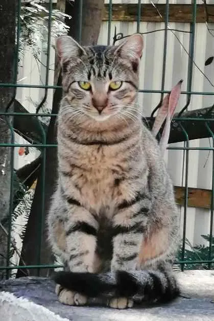 Gato ra a SRD idade 2 a 6 meses nome .......