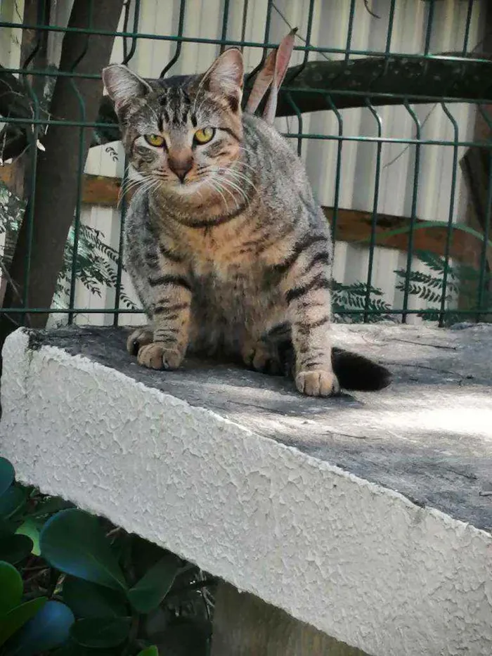 Gato ra a SRD idade 2 a 6 meses nome .......