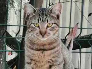Gato raça SRD idade 2 a 6 meses nome .......