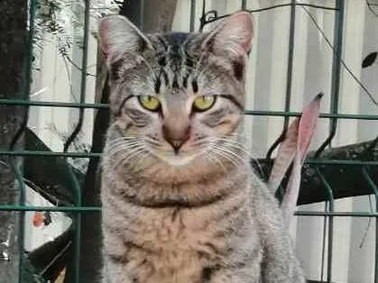 Gato ra a SRD idade 2 a 6 meses nome .......