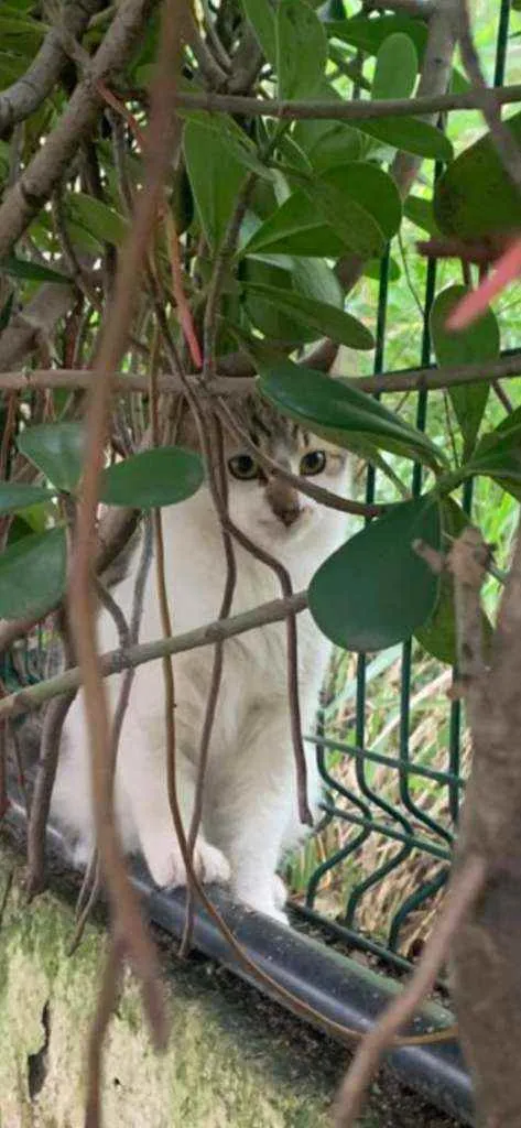 Gato ra a SRD idade 2 a 6 meses nome .........