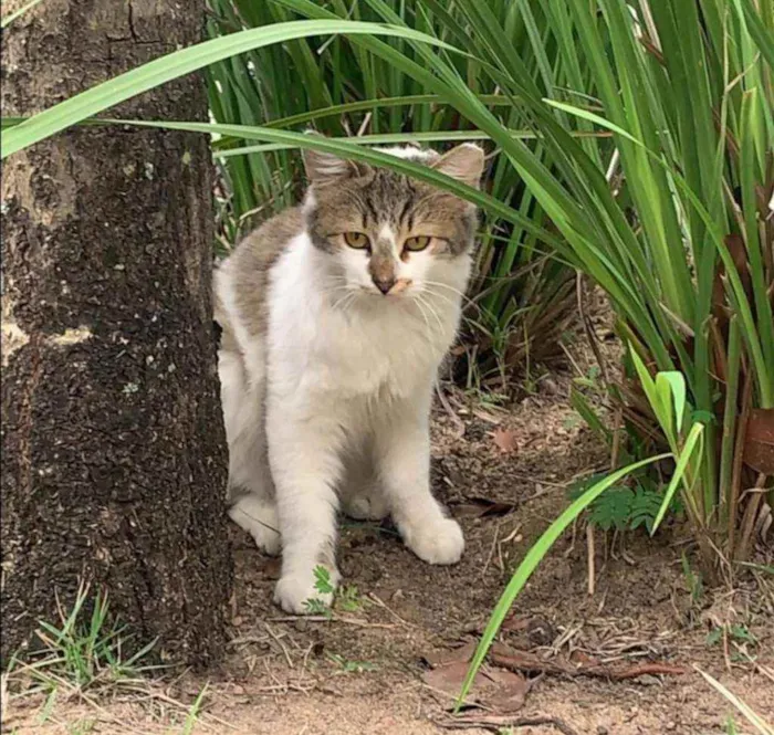 Gato ra a SRD idade 2 a 6 meses nome .........