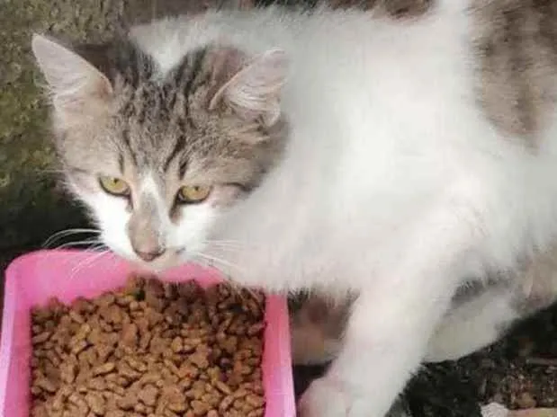 Gato ra a SRD idade 2 a 6 meses nome .........