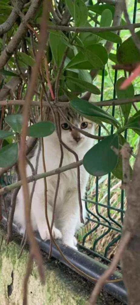 Gato ra a SRD idade 2 a 6 meses nome .........