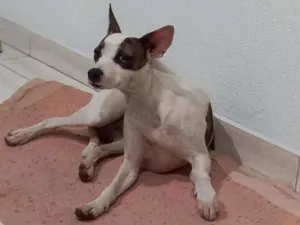 Cachorro raça  idade 7 a 11 meses nome Isa