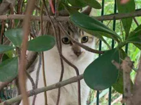Gato ra a SRD idade 2 a 6 meses nome .........