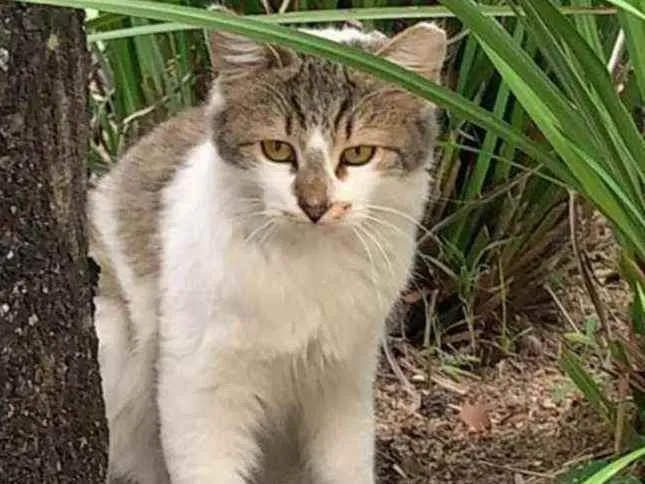 Gato ra a SRD idade 2 a 6 meses nome .........