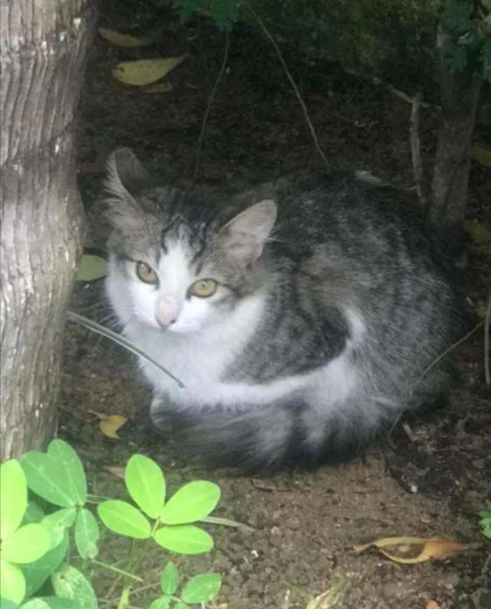 Gato ra a SRD idade 2 a 6 meses nome ..........