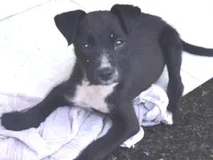 Cachorro raça Vira-lata  idade 2 a 6 meses nome Pretinha