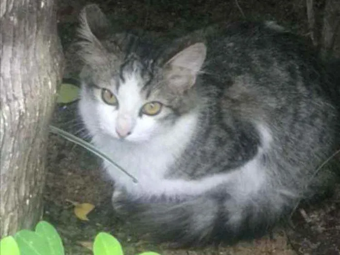 Gato ra a SRD idade 2 a 6 meses nome ..........