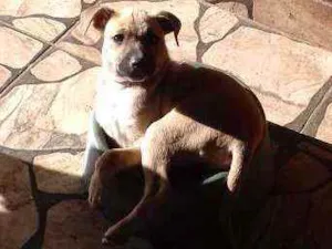 Cachorro raça SRD idade 2 a 6 meses nome Não  tem