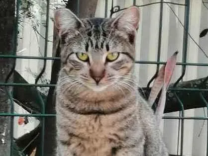 Gato ra a SRD idade 2 a 6 meses nome .......