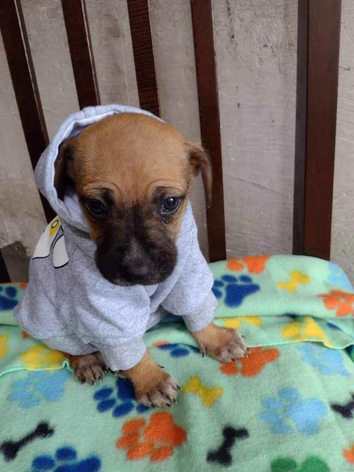 Cachorro raça Srd idade Abaixo de 2 meses nome Zhyan