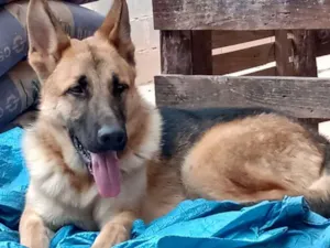 Cachorro raça PastorAlemão idade 1 ano nome Pastor