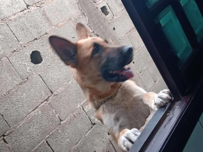 Cachorro ra a PastorAlemão idade 1 ano nome Pastor