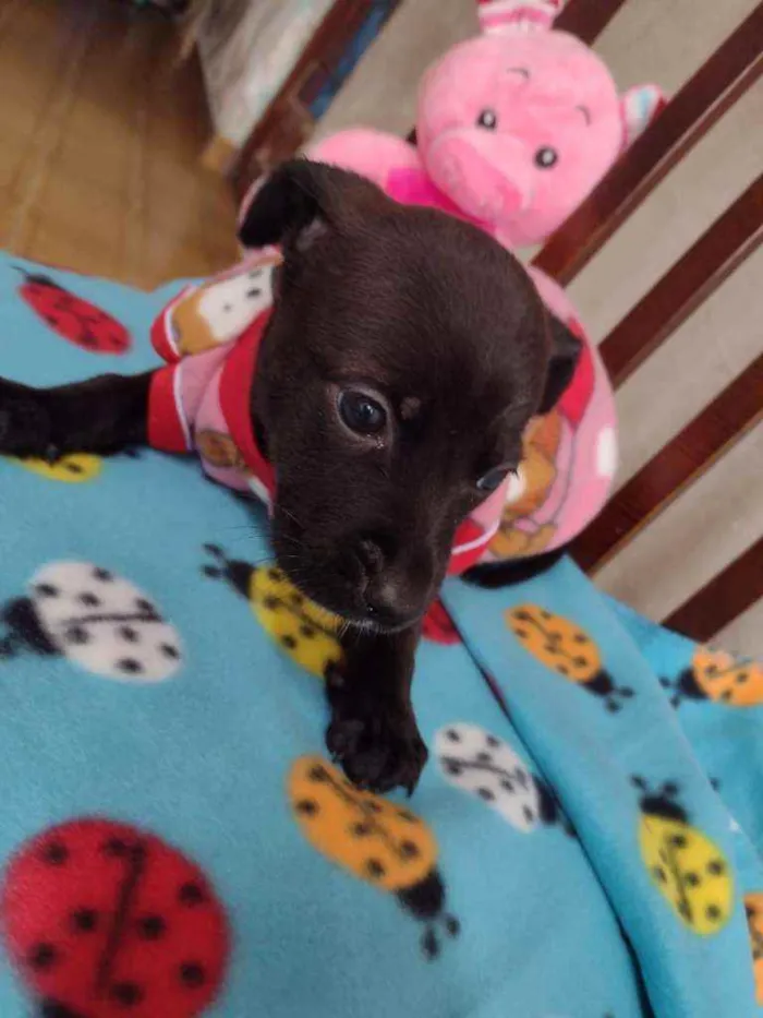 Cachorro raça Srd idade Abaixo de 2 meses nome Funny