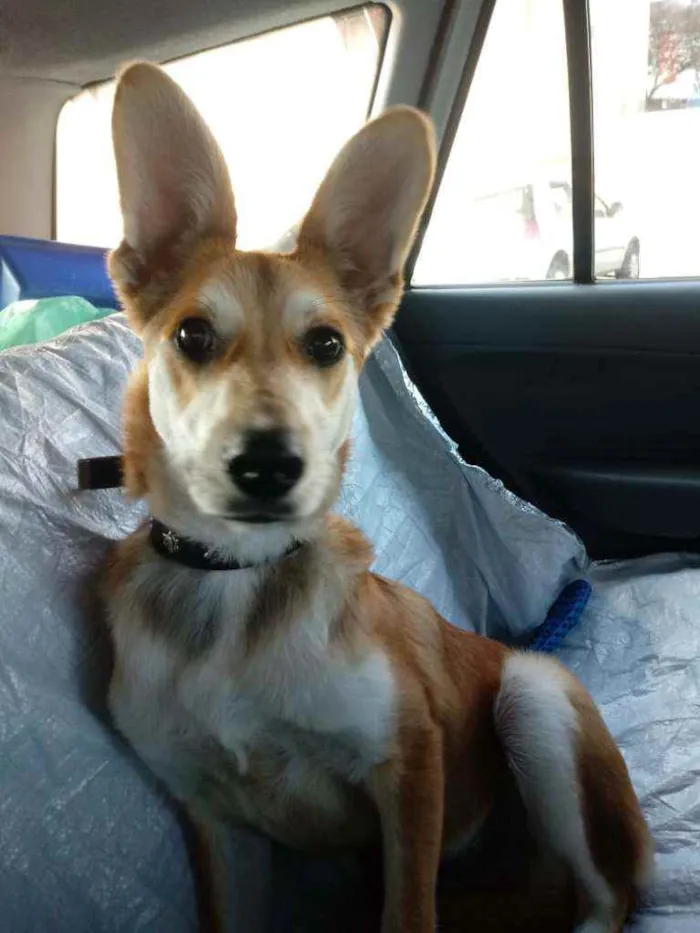 Cachorro raça Srd idade 7 a 11 meses nome Wolf