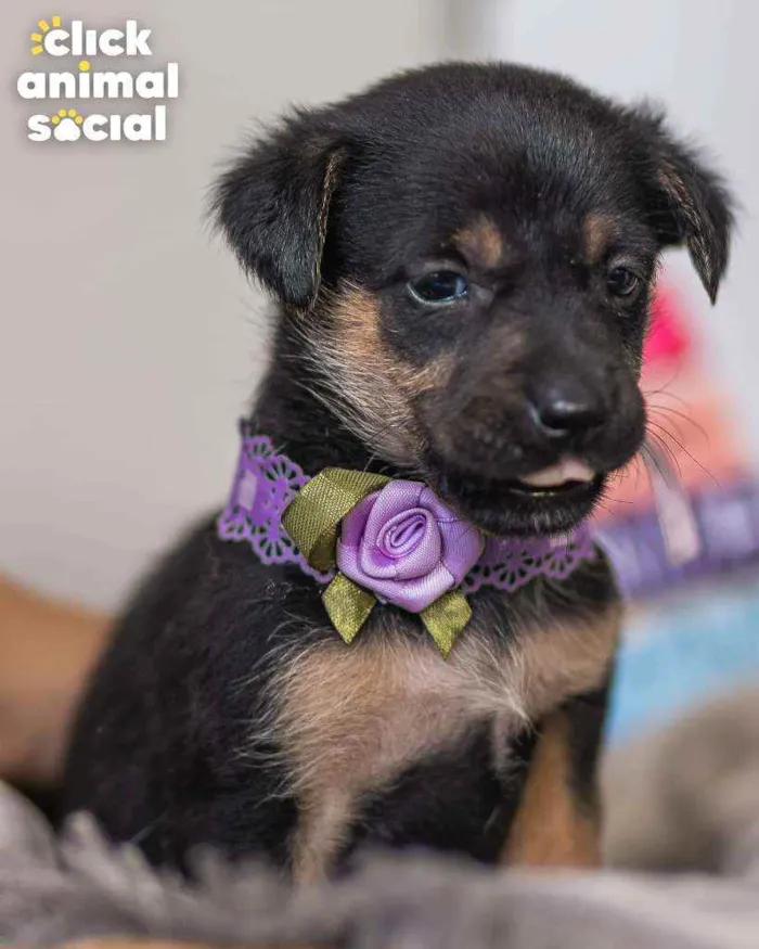 Cachorro ra a SRD ( SEM RACA DEFINIDA) idade 2 a 6 meses nome JOANINHA