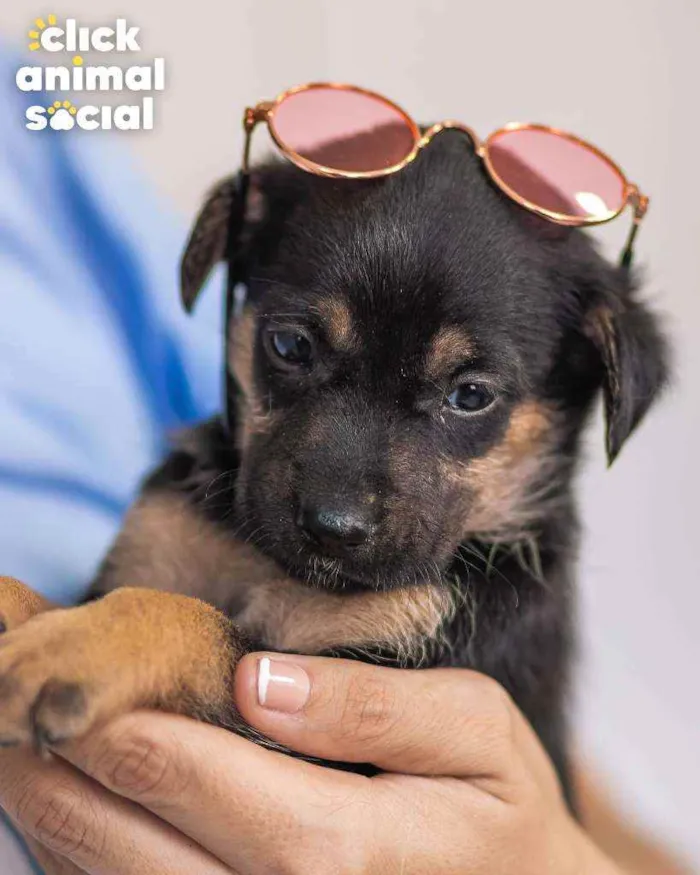 Cachorro ra a SRD ( SEM RACA DEFINIDA) idade 2 a 6 meses nome JOANINHA