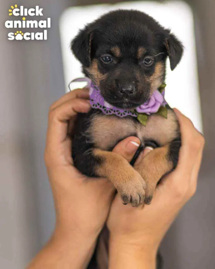 Cachorro ra a SRD ( SEM RACA DEFINIDA) idade 2 a 6 meses nome JOANINHA