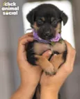 JOANINHA