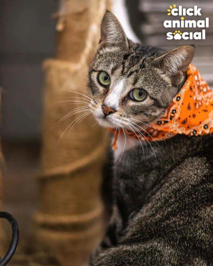Gato ra a SRD ( SEM RACA DEFINIDA) idade 1 ano nome Luna